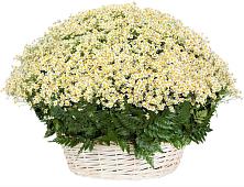 Цветочная композиция из Ромашки в корзине #REPLACE_PRED# Стреглово